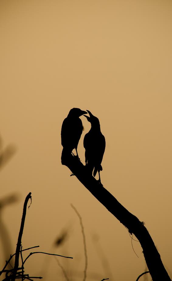 Crows Of Communication & Connections